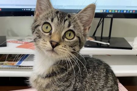 Sun City Animal Hospital Indian Land Fort Mill Vet