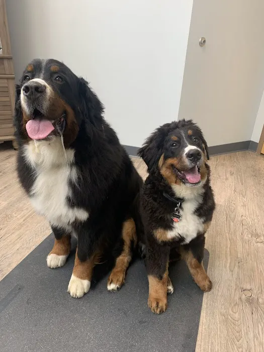 Silver Spring Animal Wellness Center 3