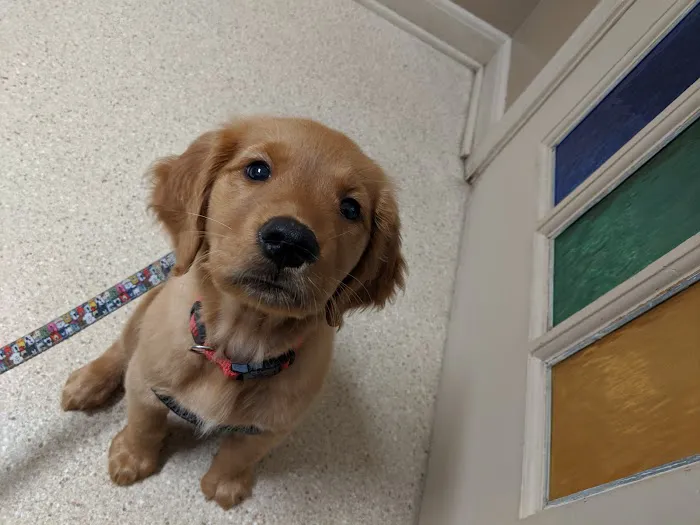 Silver Spring Animal Wellness Center 1