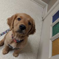 Silver Spring Animal Wellness Center ico