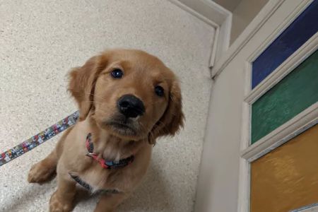 Silver Spring Animal Wellness Center