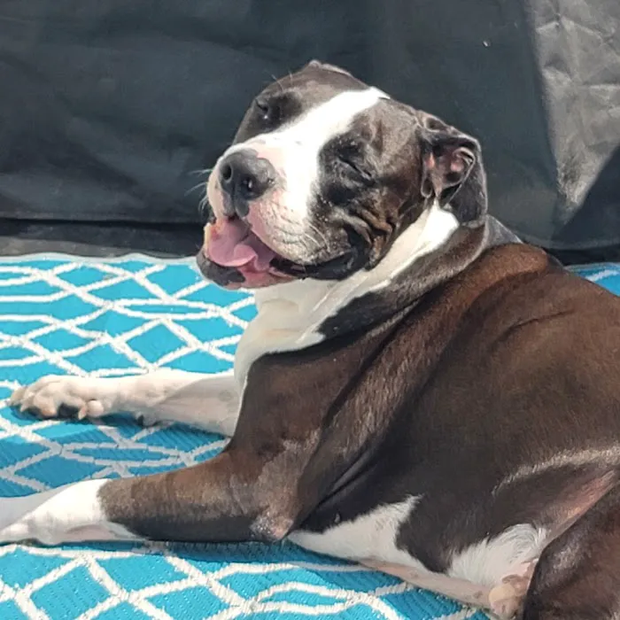 Silver Spring Animal Wellness Center 9