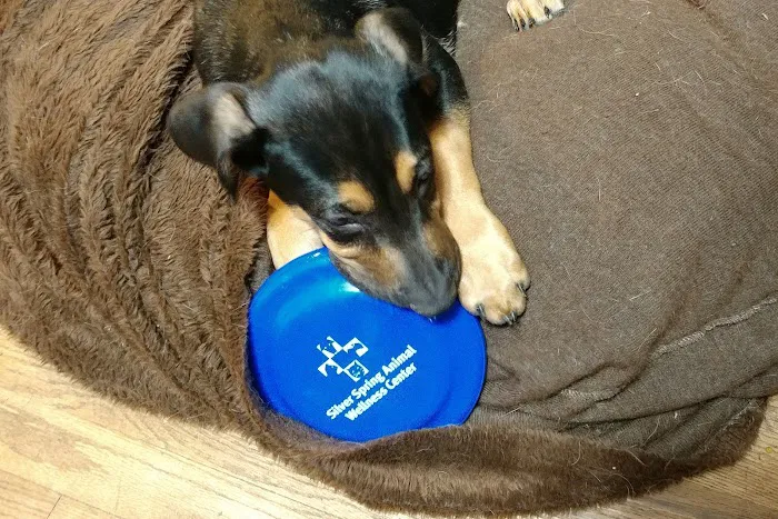 Silver Spring Animal Wellness Center 6