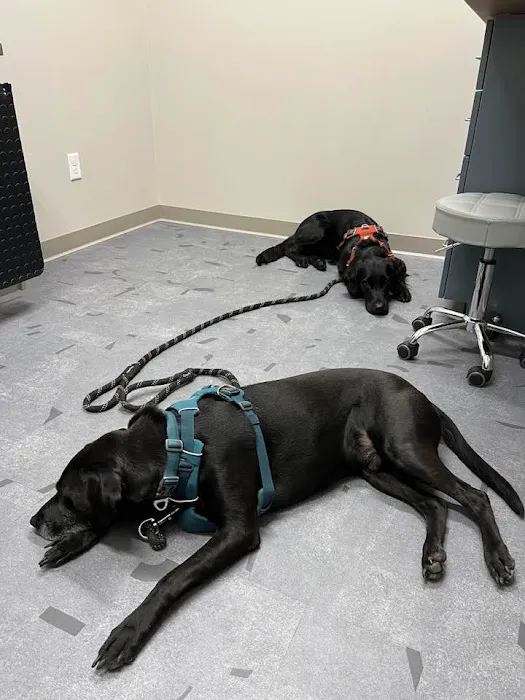 Good Land Veterinary Clinic 12
