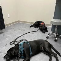 Good Land Veterinary Clinic ico