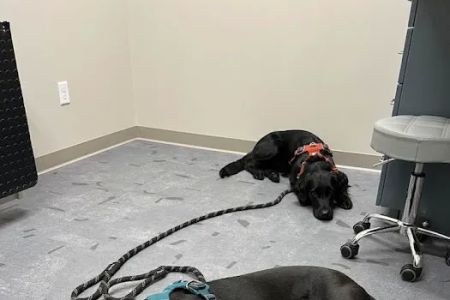 Good Land Veterinary Clinic