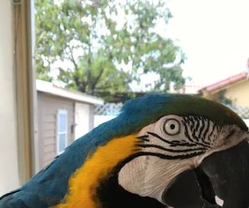 Exotic Bird House, Avian Exotic Bird Shop, Grooming & Boarding