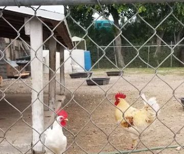El Canario Farm