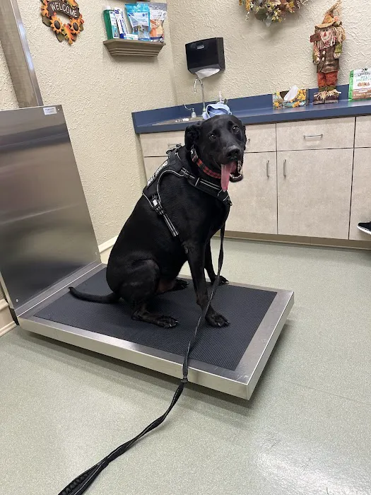 My Pet's Vet 12