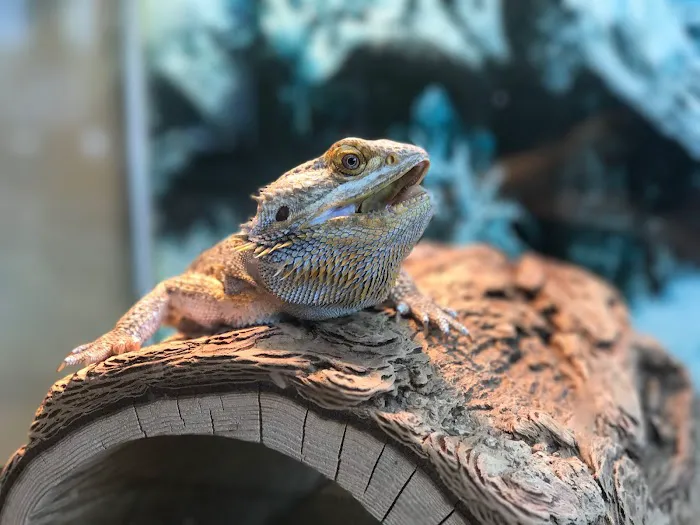 My Pet's Vet 12