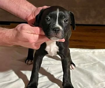 Quality Staffordshire Bull Terrier Puppies For Adoption
