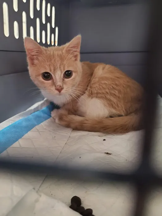 Park Pet Hospital 12