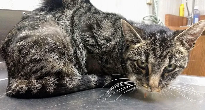 Park Pet Hospital 12