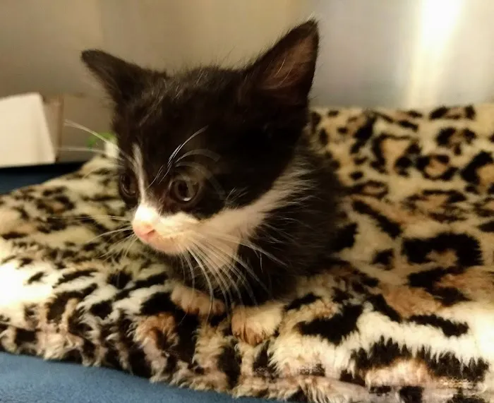 Park Pet Hospital 12