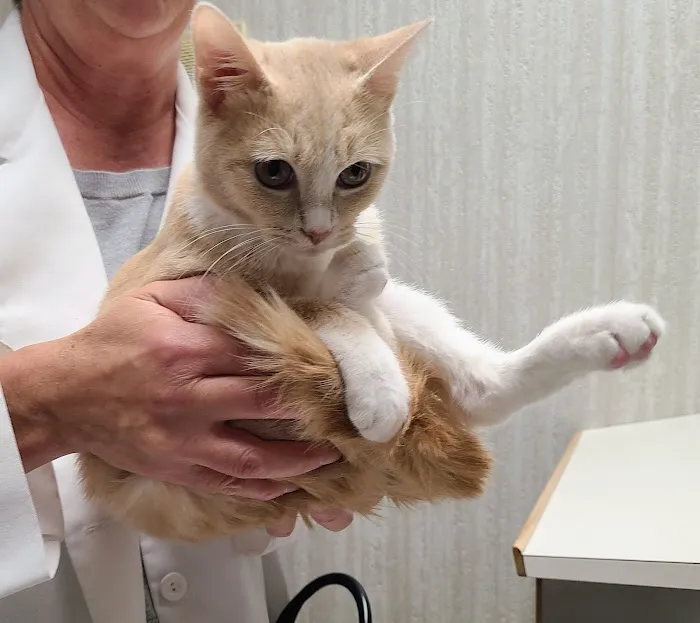 Park Pet Hospital 12