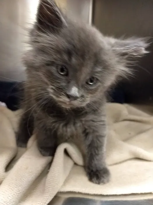 Park Pet Hospital 12