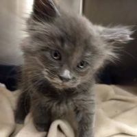 Park Pet Hospital ico
