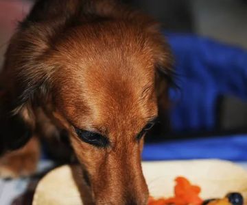 Doggie Bag Cafe & Pet Boutique