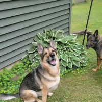 Veterinary Dental Specialists of Wisconsin ico