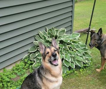 Veterinary Dental Specialists of Wisconsin