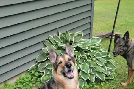 Veterinary Dental Specialists of Wisconsin