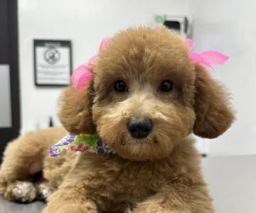 Furbaby puppies