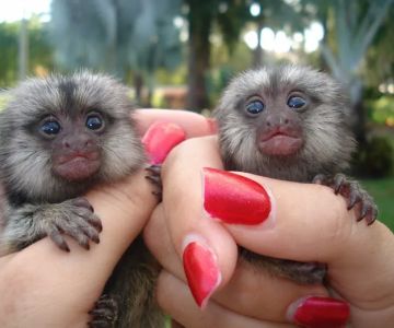 Katherine Baby Monkeys For Sale ( Capuchin monkeys for sale. Marmoset monkeys for sale. Spider & Woolly monkeys for sale)