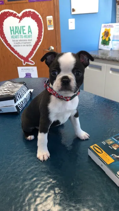 ADVANCED VETERINARY CARE CLINIC 12