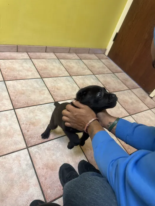 ADVANCED VETERINARY CARE CLINIC 12