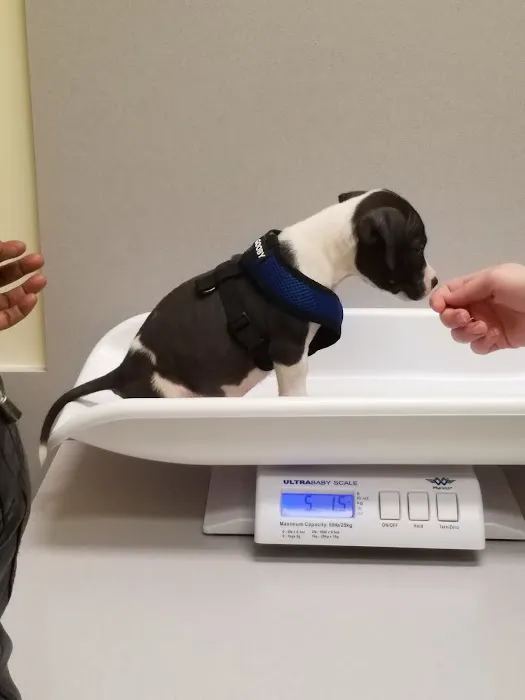 ADVANCED VETERINARY CARE CLINIC 12