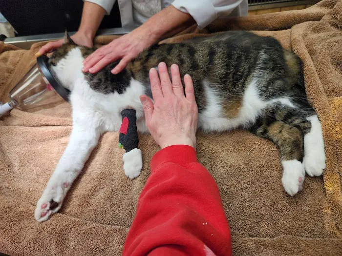 Animal Medical Center 12
