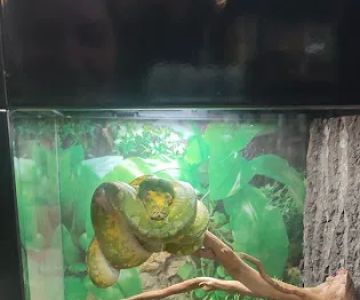 Reptiles