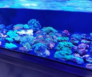 Saltwater Solutions Aquariums Inc