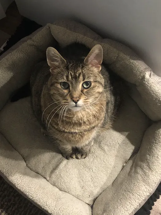 Germantown Animal Hospital 12