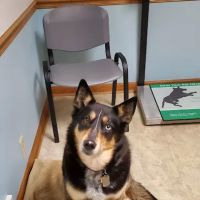Germantown Animal Hospital ico