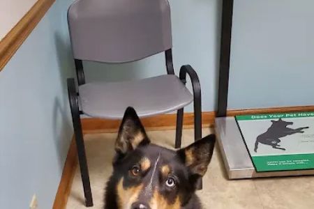 Germantown Animal Hospital