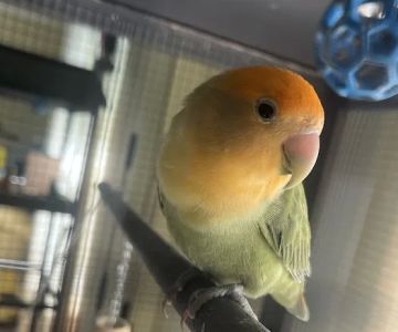 Lovely Feathered Friends