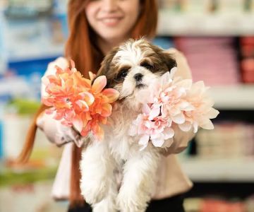 Petland Naples
