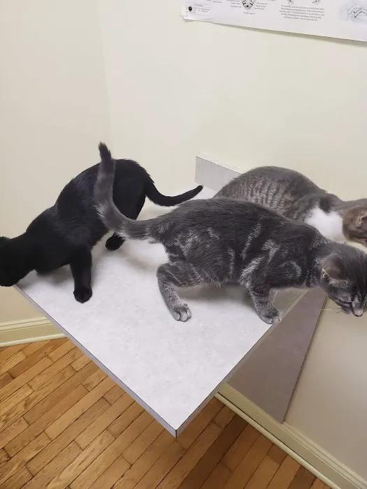 Laingsburg Animal Hospital 1