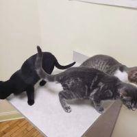 Laingsburg Animal Hospital ico