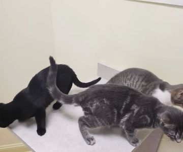 Laingsburg Animal Hospital