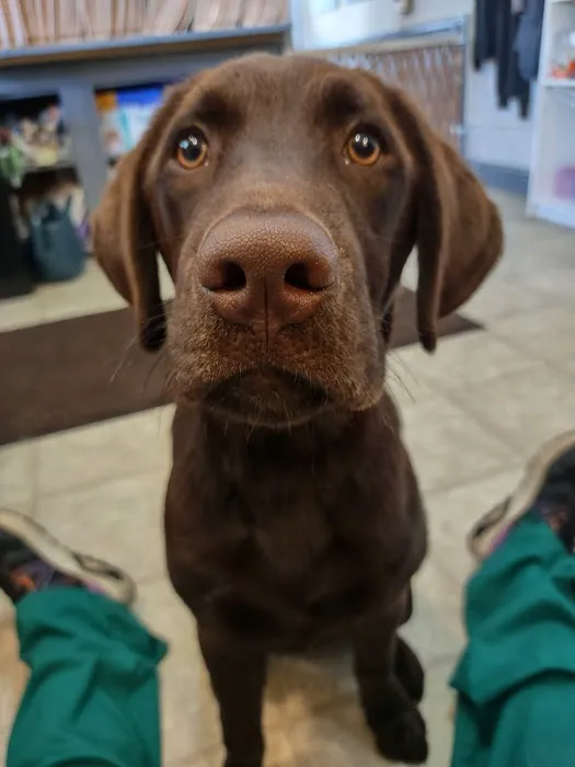 Laingsburg Animal Hospital 8