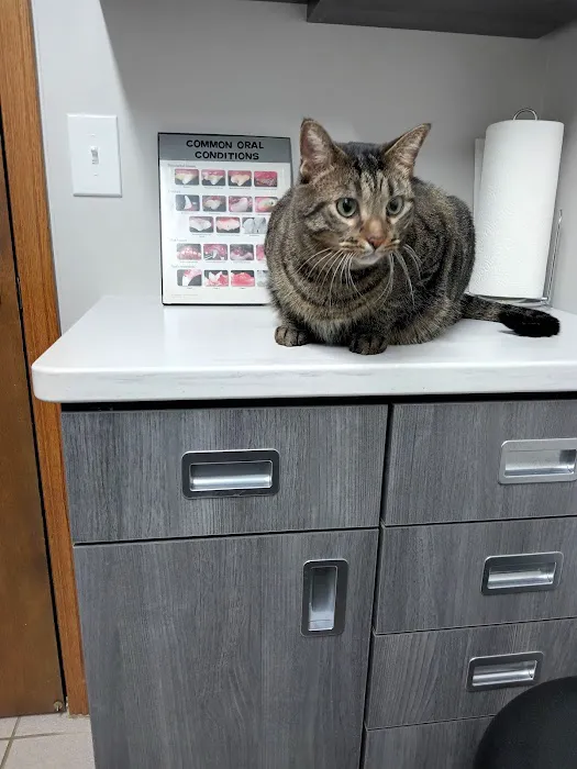 Northside Animal Hospital 2
