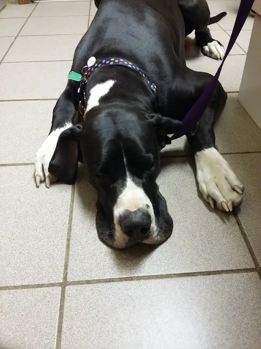 Northside Animal Hospital 1