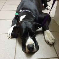 Northside Animal Hospital ico