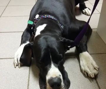 Northside Animal Hospital