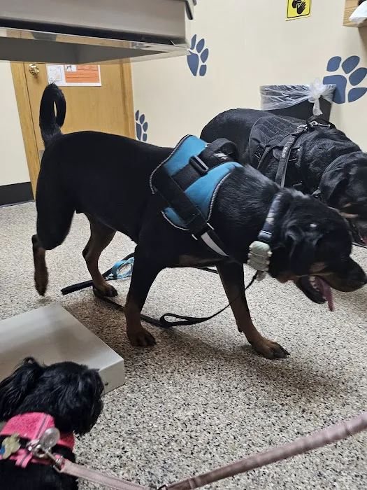 Northside Animal Hospital 8