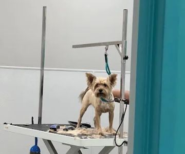 Pet Supermarket