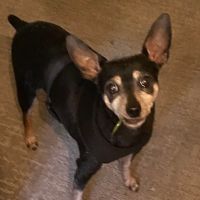 Wildwood Veterinary Clinic ico