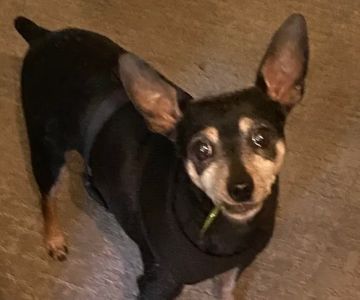 Wildwood Veterinary Clinic